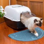Los 6 Mejores cajas de transportes para gatos 2023 - Comparativa