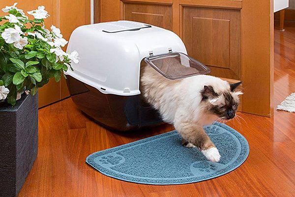Los 6 Mejores cajas de transportes para gatos 2021 - Comparativa