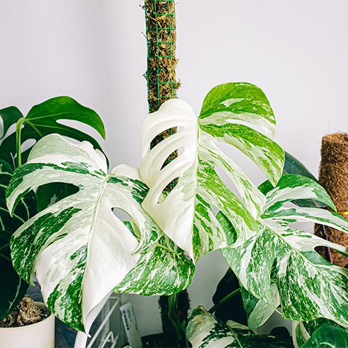 La monstera albo variegata, la planta perfecta para tu hogar